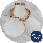 Atlantic Scallop Shells - Large - 100 Shell Catering Pack